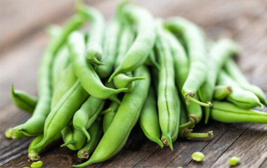 Blue lake bush bean seeds