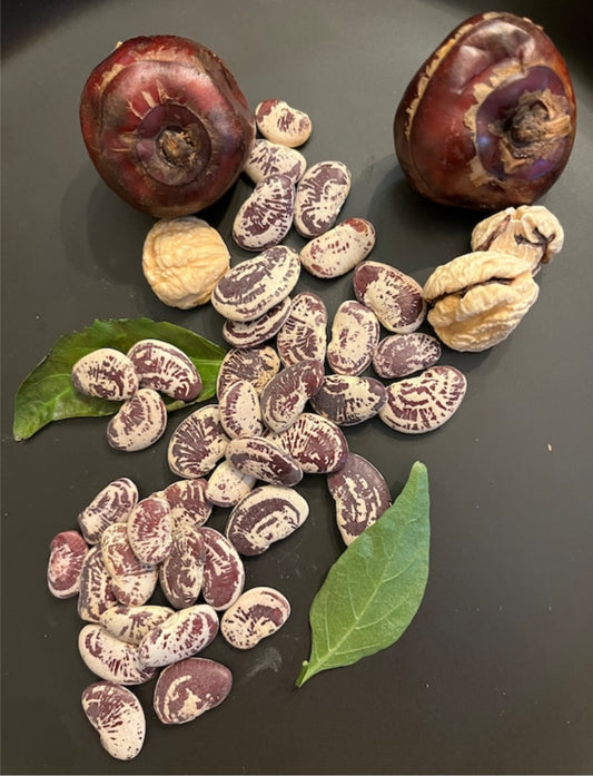 Chestnut Lima bean (Christmas Lima bean)