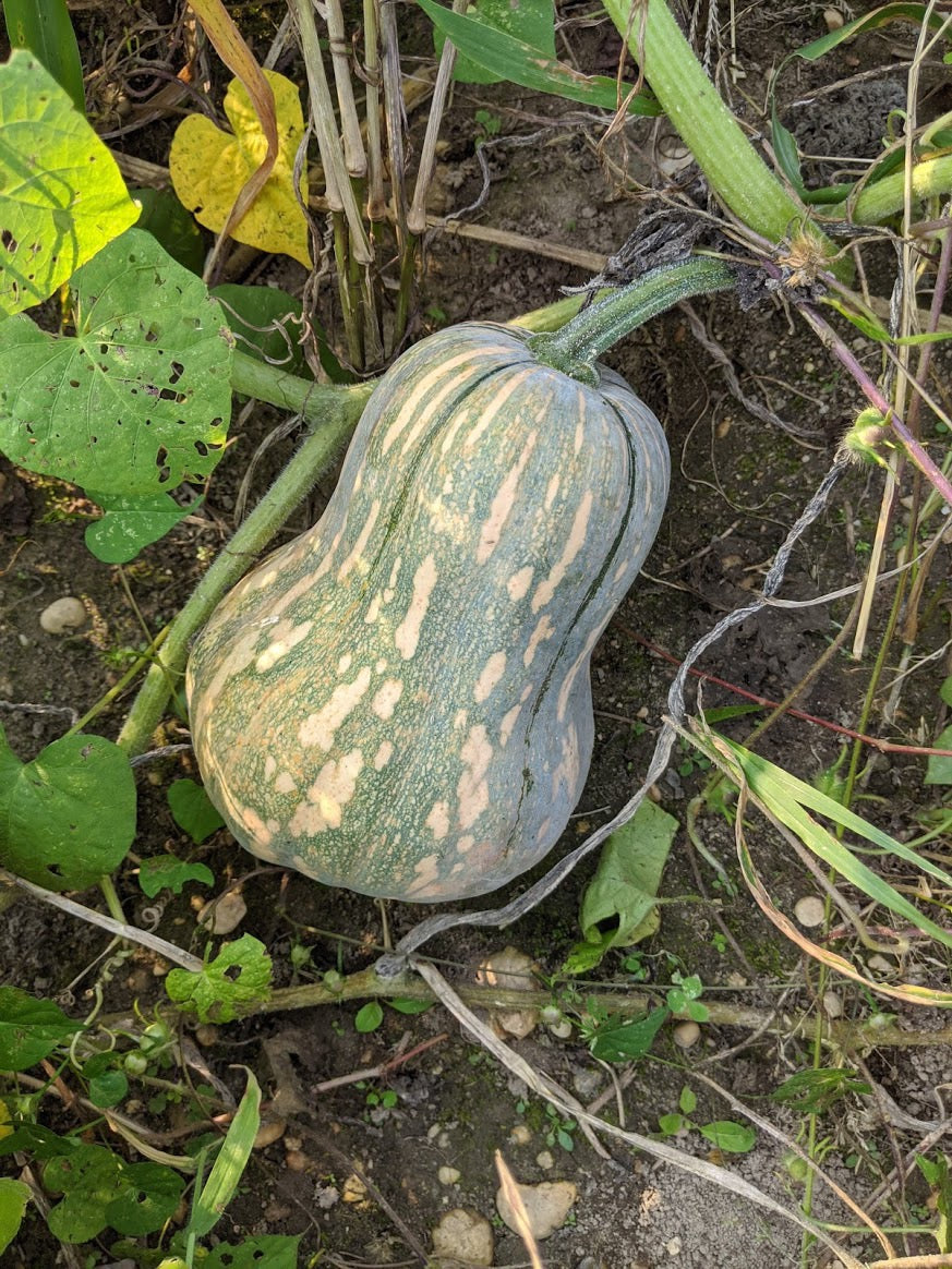 Rare Guatemalan Green flesh Ayote squash seeds