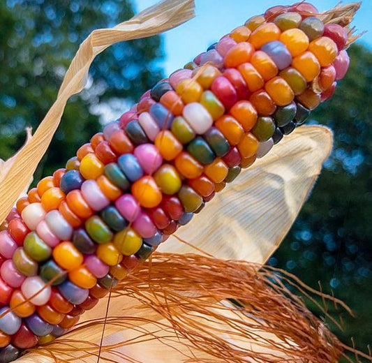 Glass gem corn seeds heirloom (non-gmo)