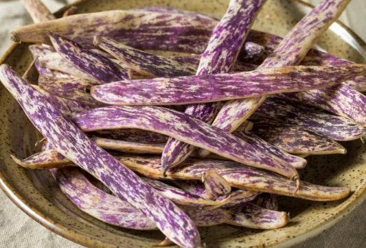 Dragon’s tongue bush bean seeds
