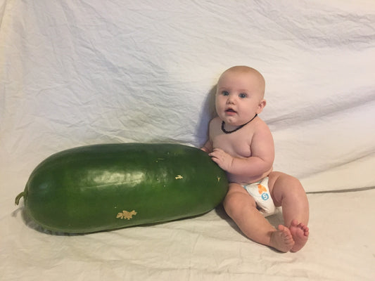 Extremely rare*** Bradford watermelon seeds