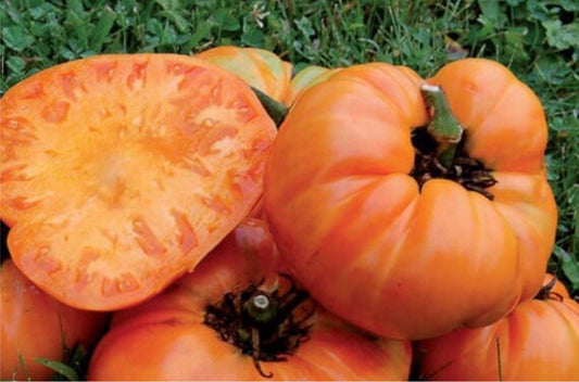 Kellogg’s breakfast heirloom tomato seeds