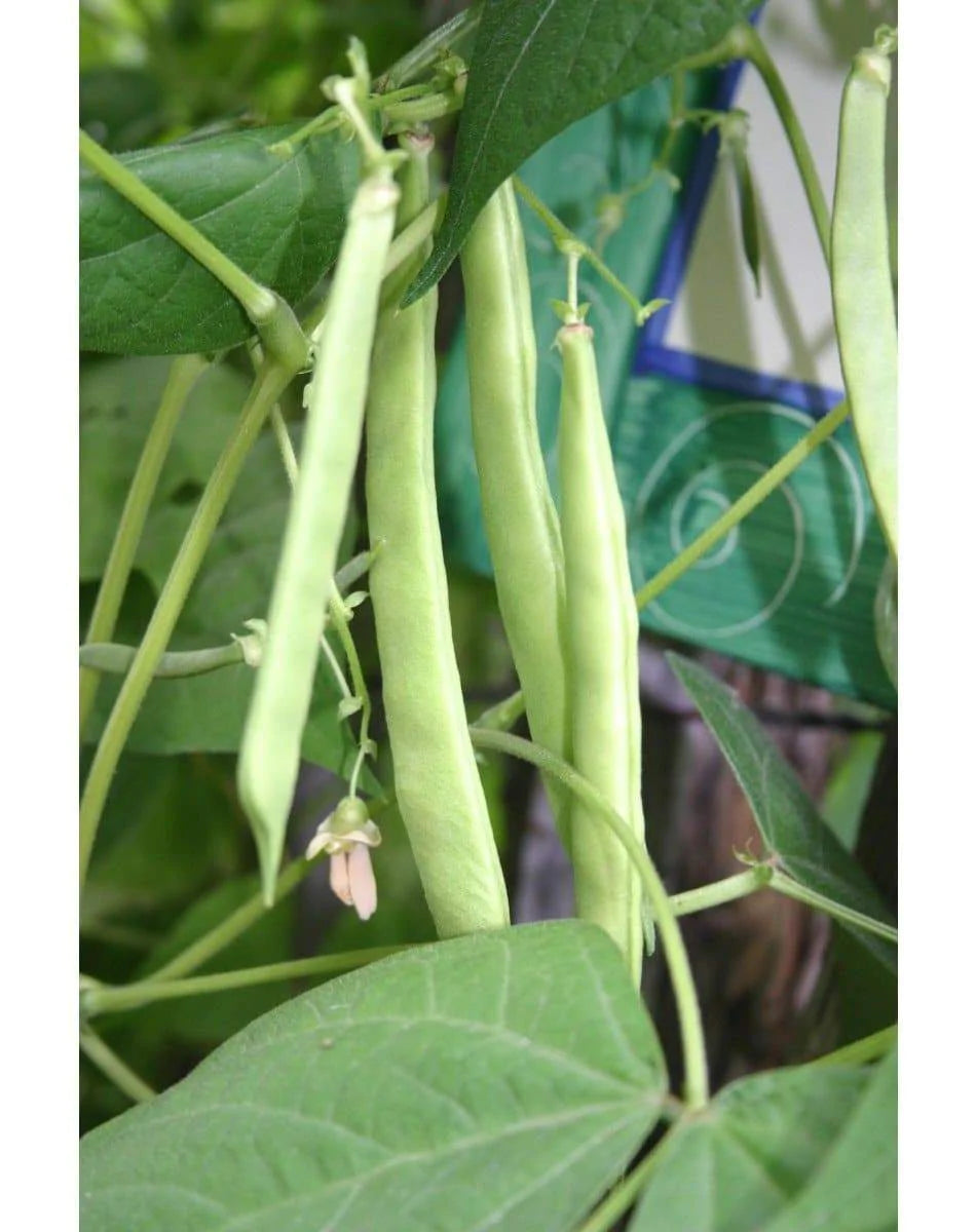 Mccaslan pole bean (Phaseolus vulgaris)