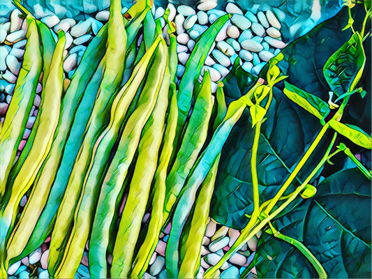 Mccaslan pole bean (Phaseolus vulgaris)