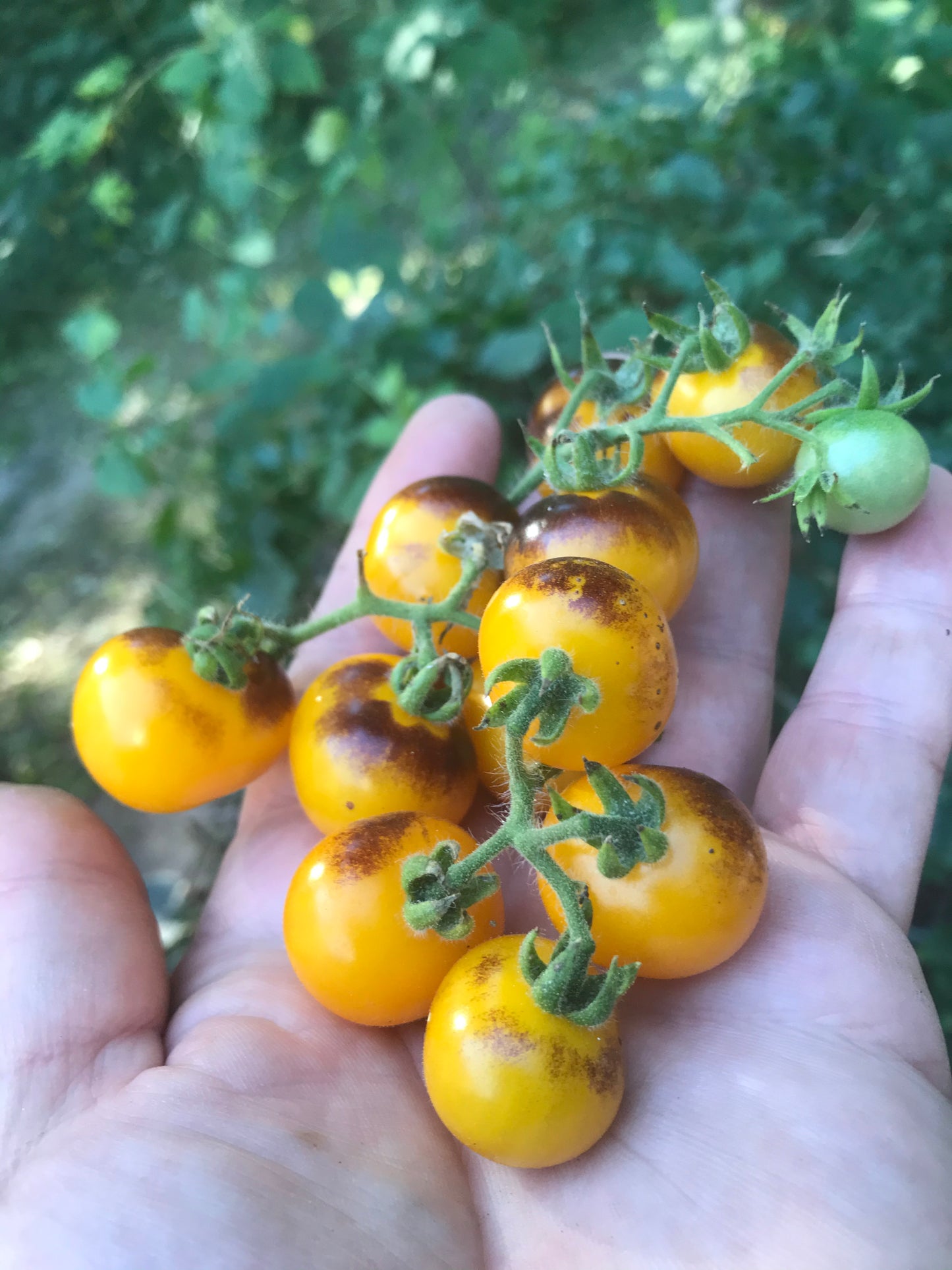 Indigo Blue Gold Berries cherry tomato