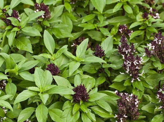 Thai basil- Siam queen
