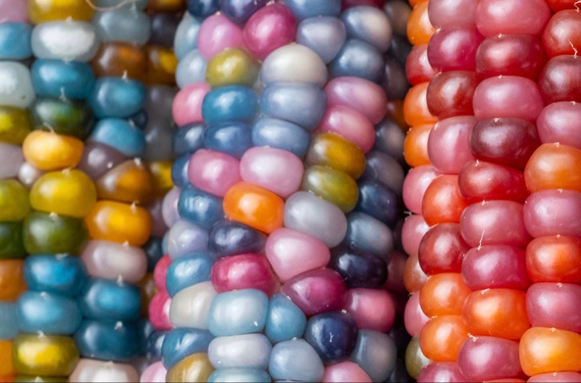 Glass gem corn seeds heirloom (non-gmo)