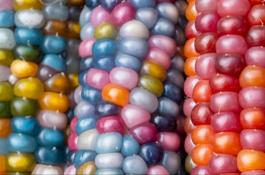 Glass gem corn seeds heirloom (non-gmo)