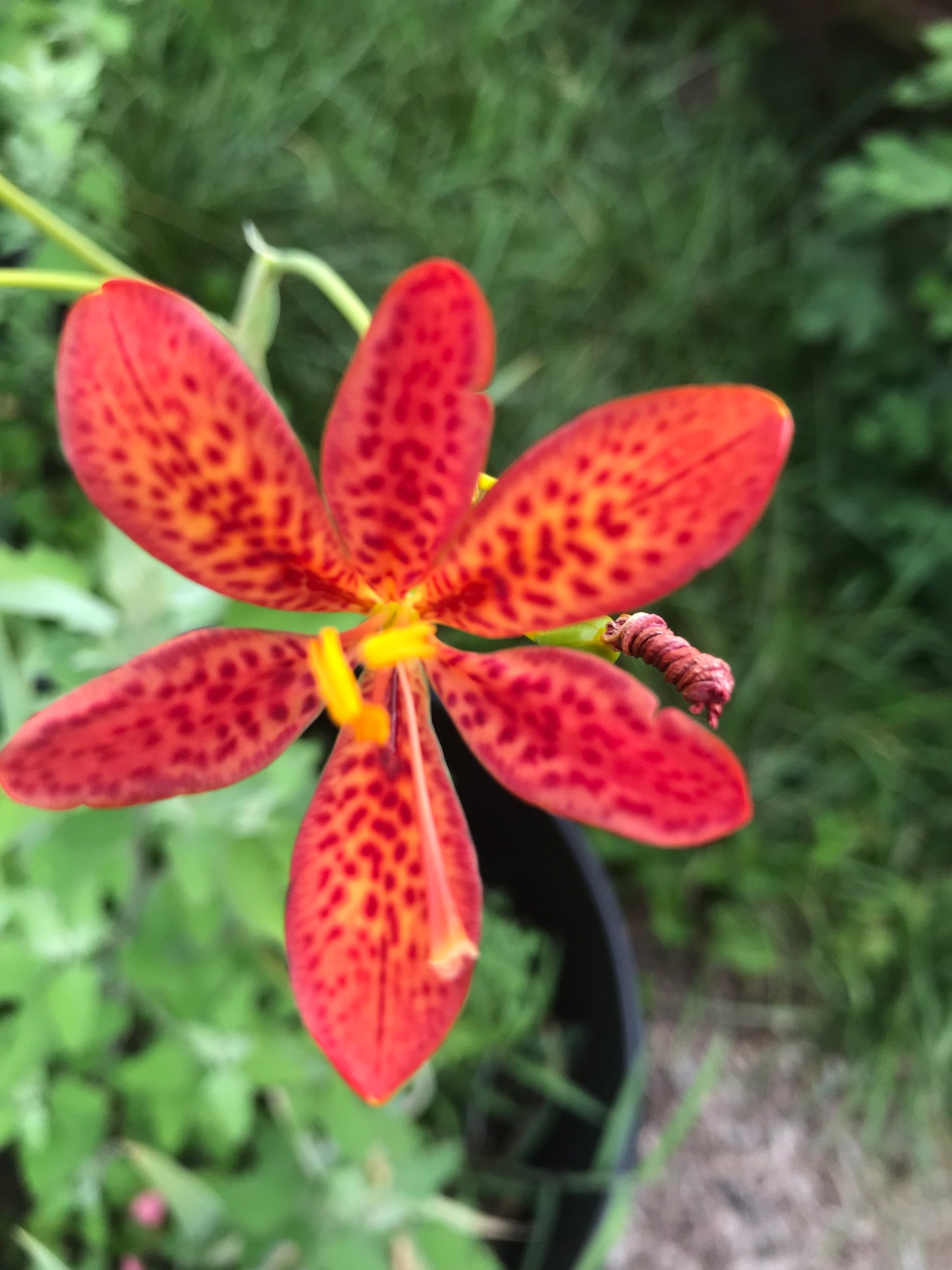 Blackberry lily (iris domestica)