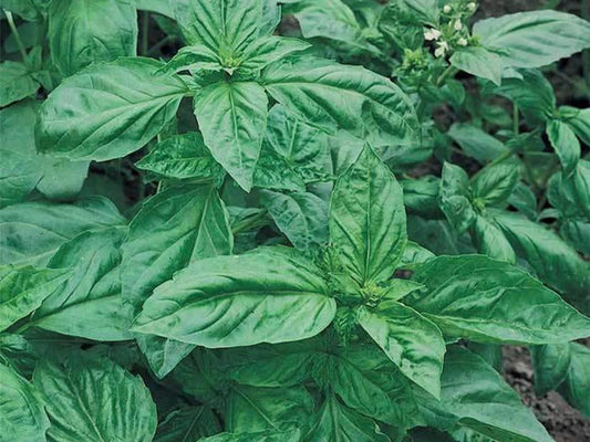 Genovese basil seeds