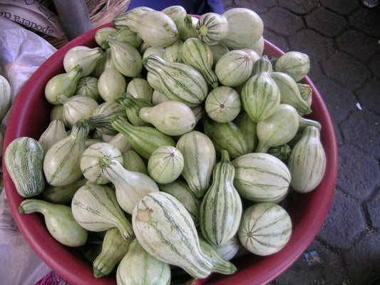 Semillas Pipian Criollo Salvadoreño- green striped cushaw