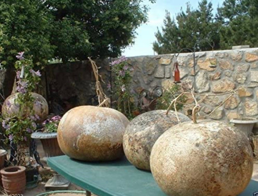 Giant bushel basket gourd seeds