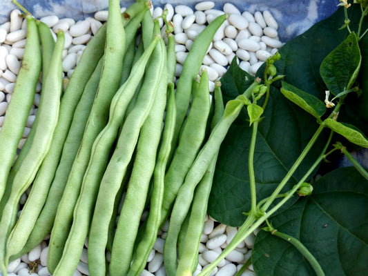 Mccaslan pole bean (Phaseolus vulgaris)