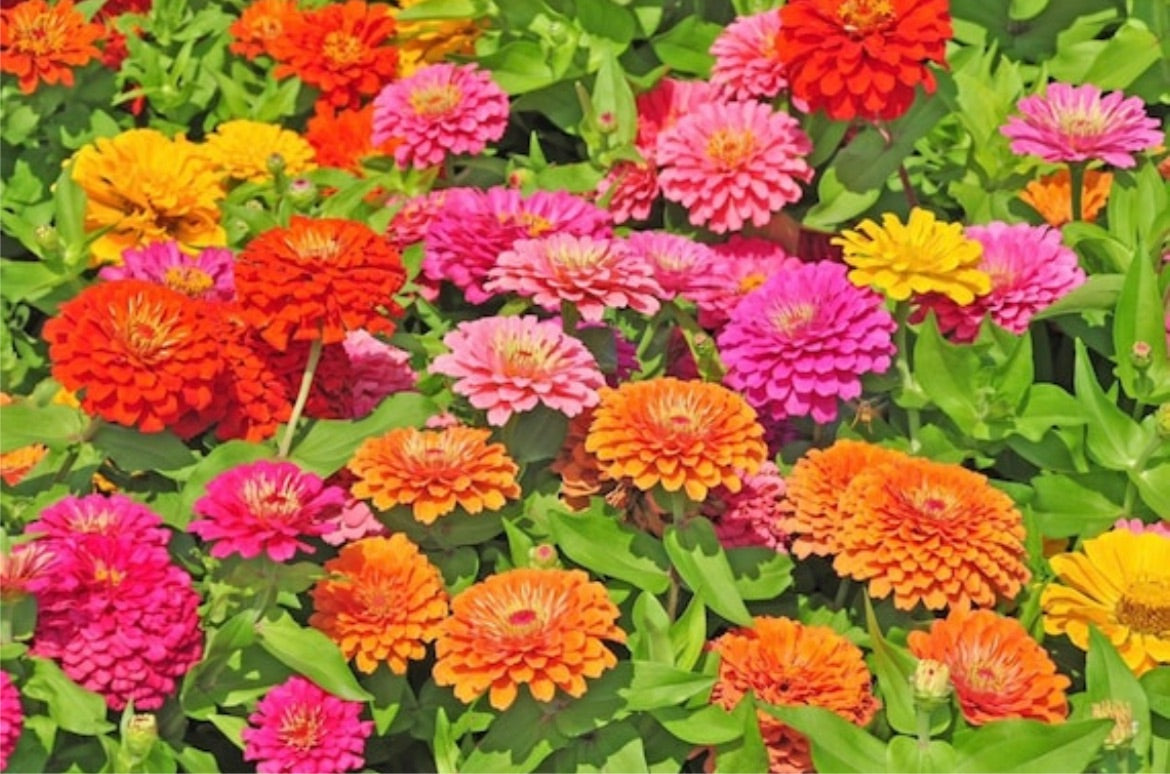 Giant mix zinnias seeds