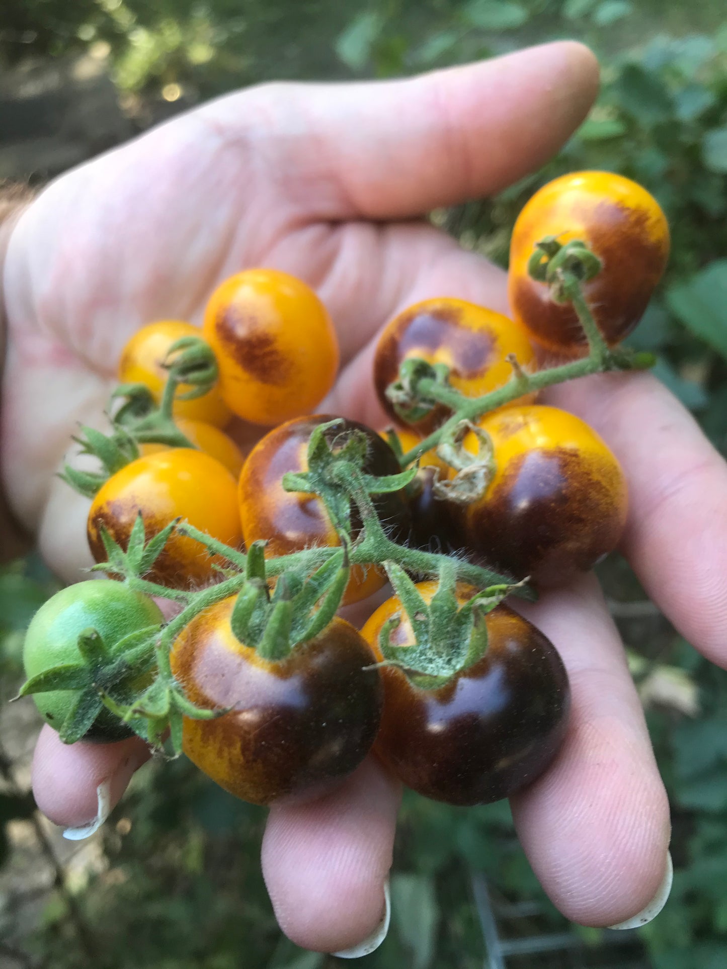 Indigo Blue Gold Berries cherry tomato