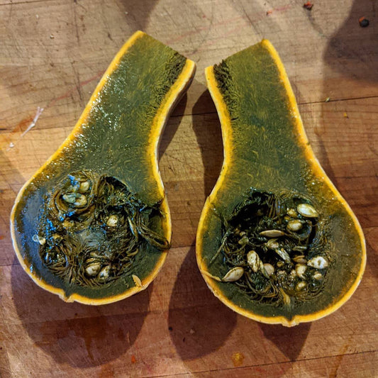 Rare Guatemalan Green flesh Ayote squash seeds