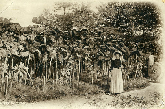 Walking stick kale seeds