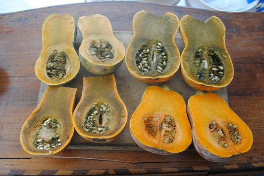 Rare Guatemalan Green flesh Ayote squash seeds