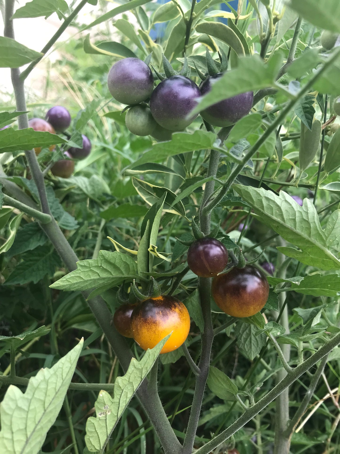 Indigo Blue Gold Berries cherry tomato