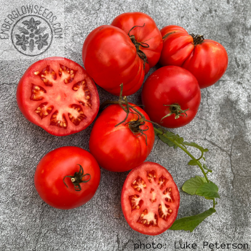 Crimson giant tomato seeds super rare