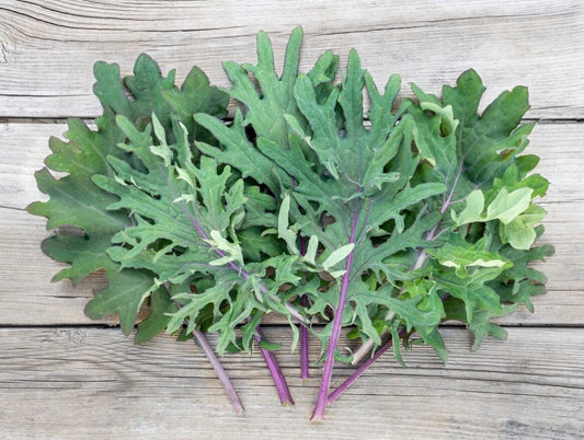 Ragged Jack- Red Russian kale