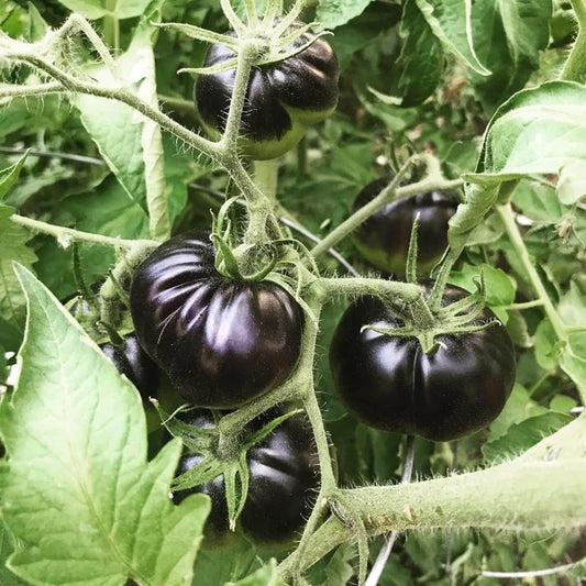 Black Beauty tomato seeds
