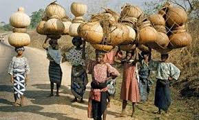 Giant bushel basket gourd seeds