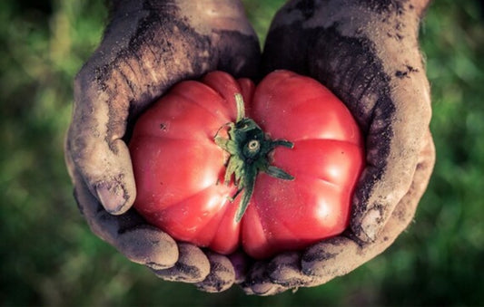 Delicious heirloom tomato seeds