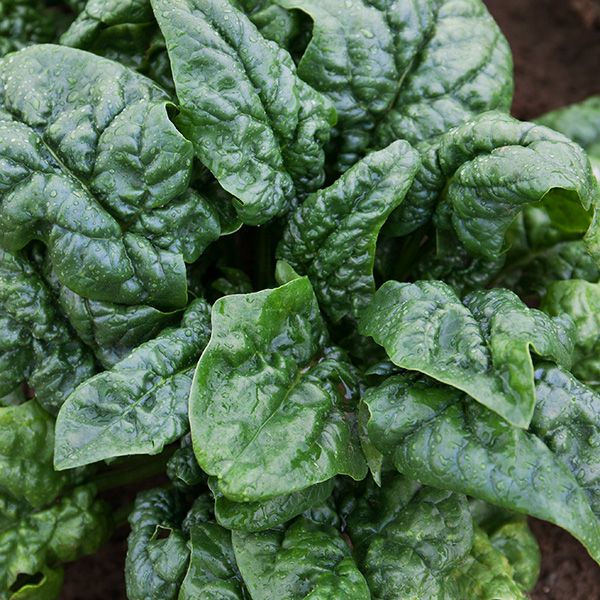 Bloomsdale long-standing spinach