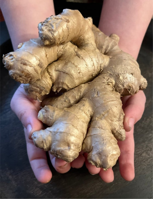 Ginger rhizomes- 10oz- free shipping-for planting- certified organic USDA