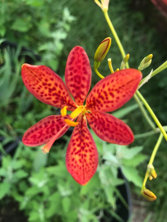 Blackberry lily (iris domestica)