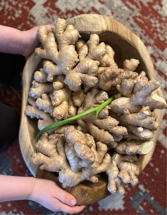 Ginger rhizomes- 10oz- free shipping-for planting- certified organic USDA