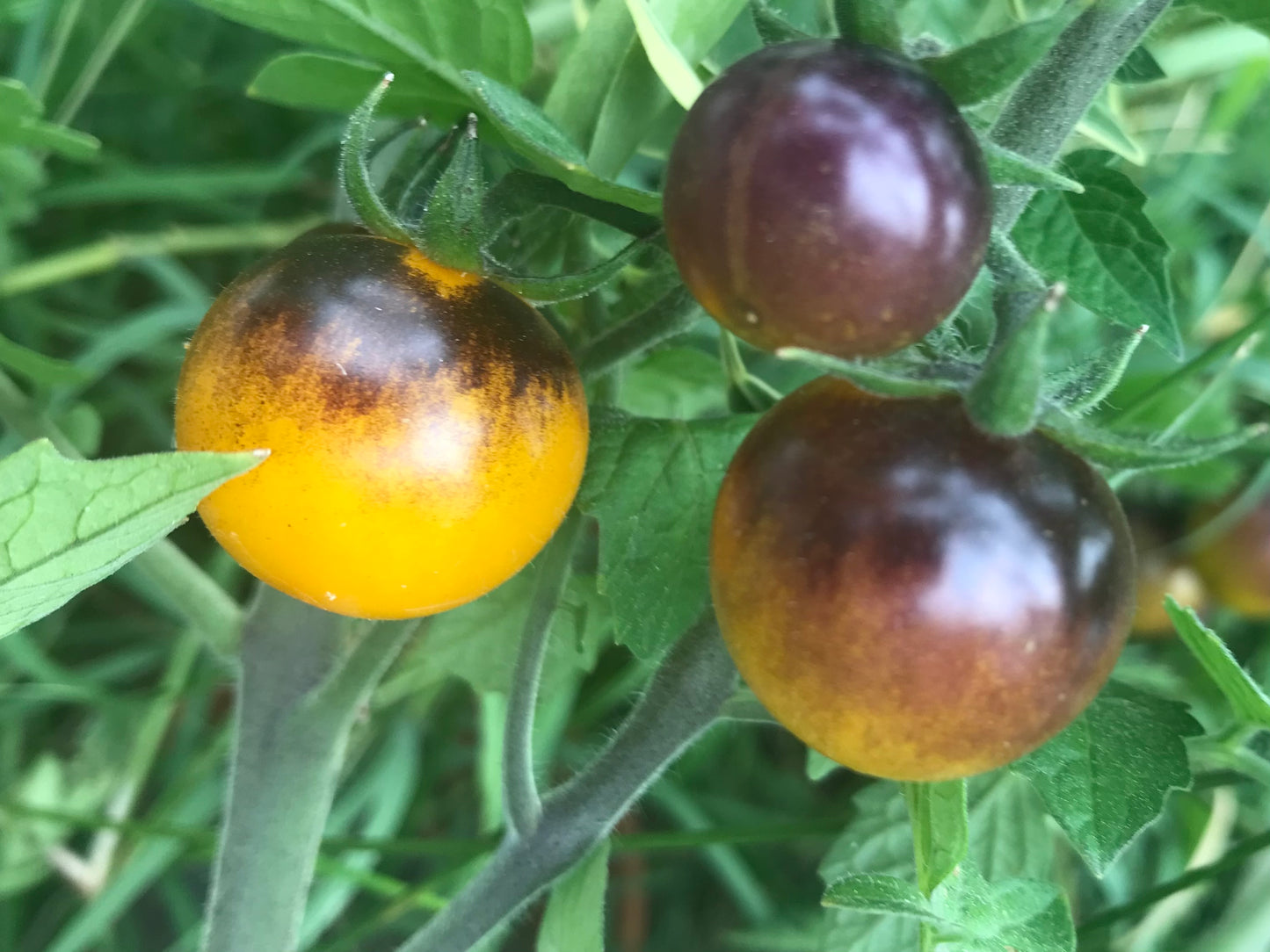 Indigo Blue Gold Berries cherry tomato