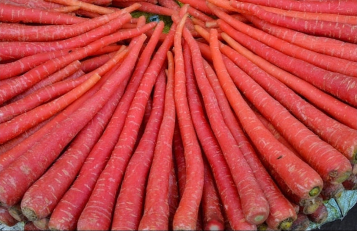 Kyoto Red carrot **rare**