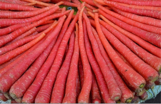 Kyoto Red carrot **rare**