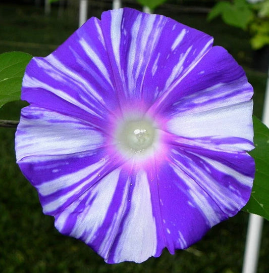 Mura Kumo morning glory seeds (Japanese gathering clouds morning glory)