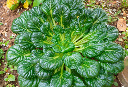 Tatsoi- Pak Choi - Rosette Tatsoi- cabbage family